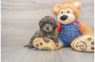 Mini Goldendoodle Puppy for Adoption