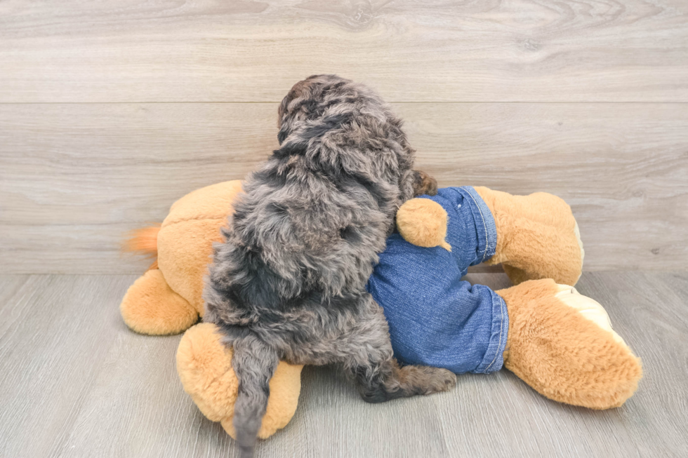 Mini Goldendoodle Pup Being Cute