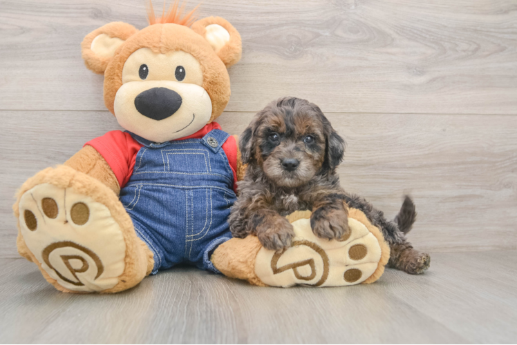 Hypoallergenic Mini Goldiepoo Poodle Mix Puppy