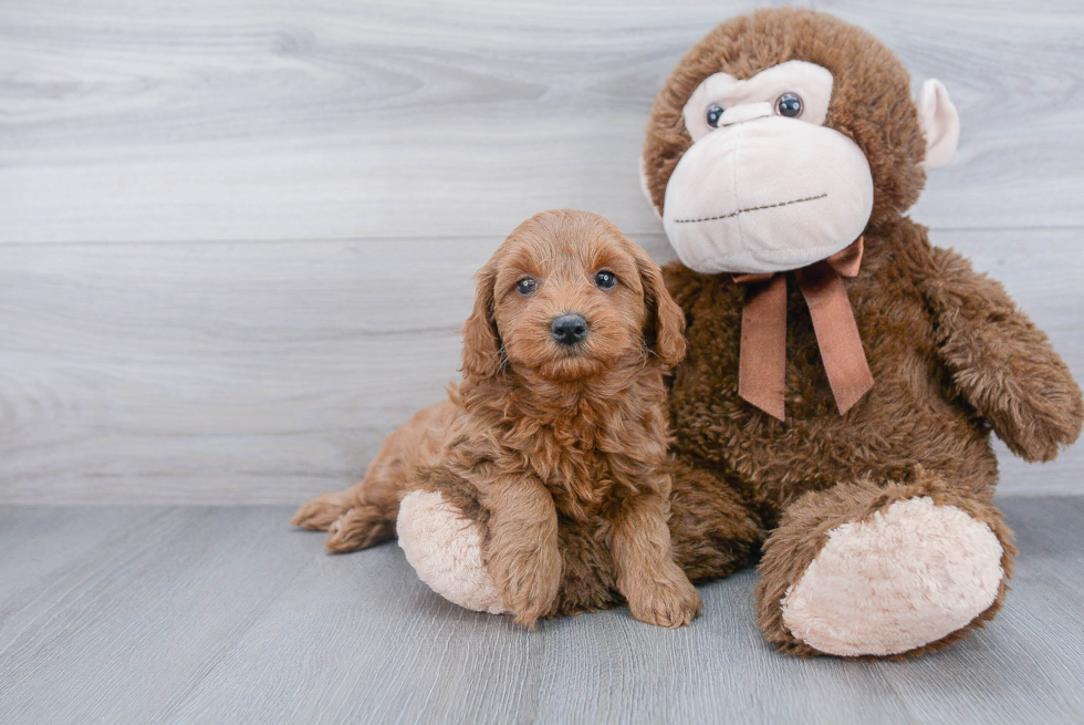 Cute Mini Goldendoodle Baby