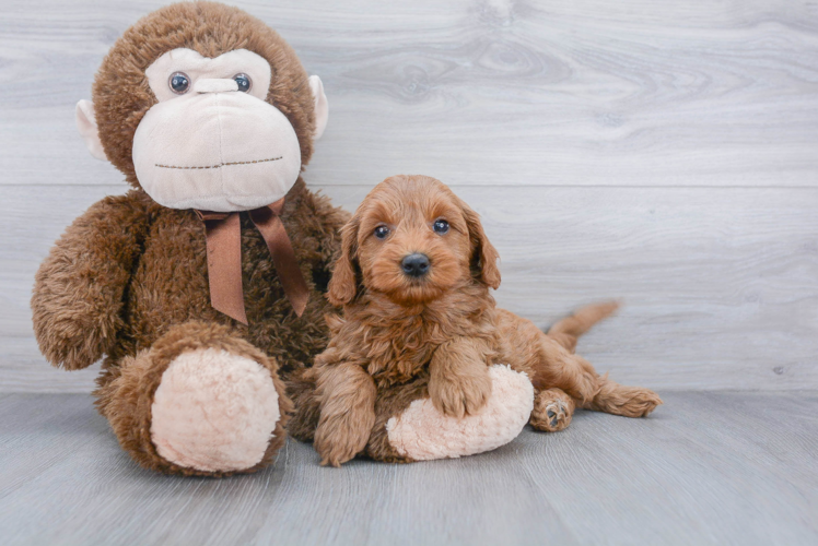 Best Mini Goldendoodle Baby