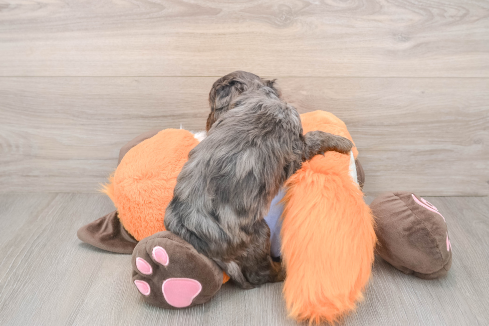 Best Mini Goldendoodle Baby