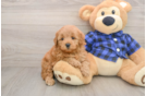 Small Mini Goldendoodle Baby