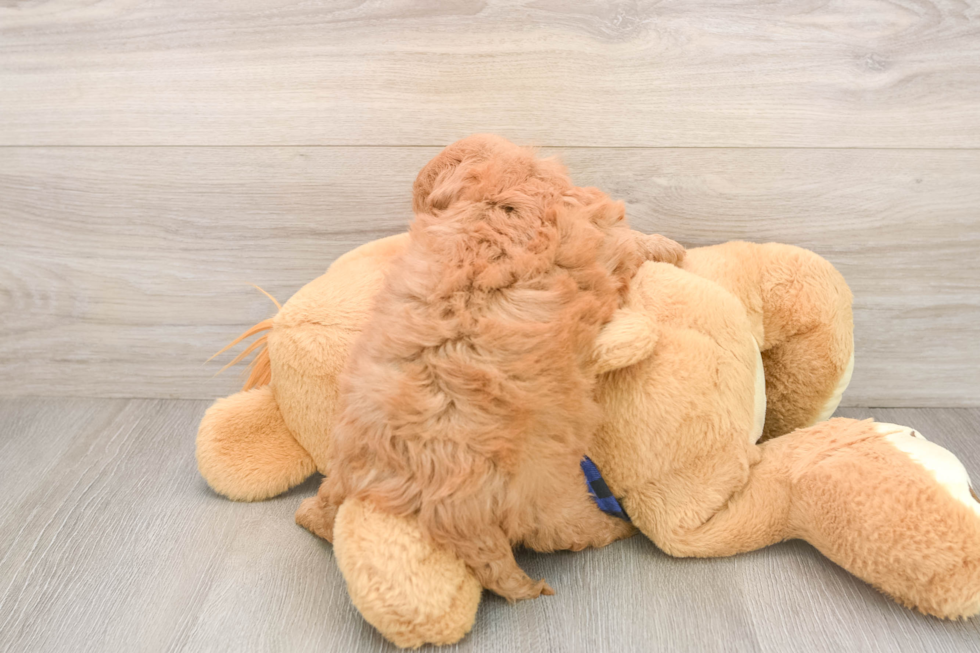 Mini Goldendoodle Puppy for Adoption