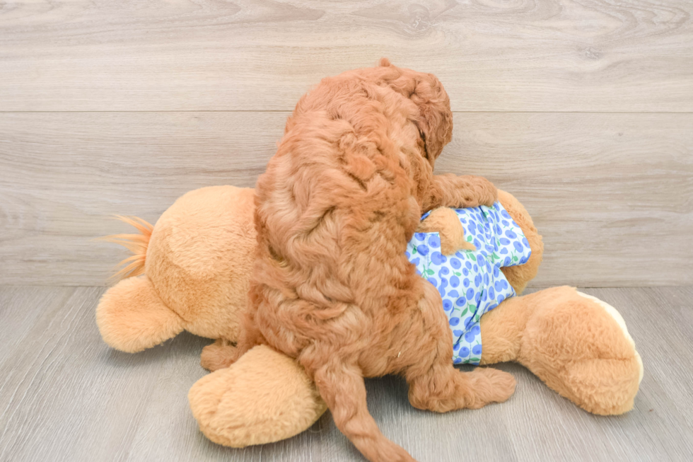 Funny Mini Goldendoodle Poodle Mix Pup