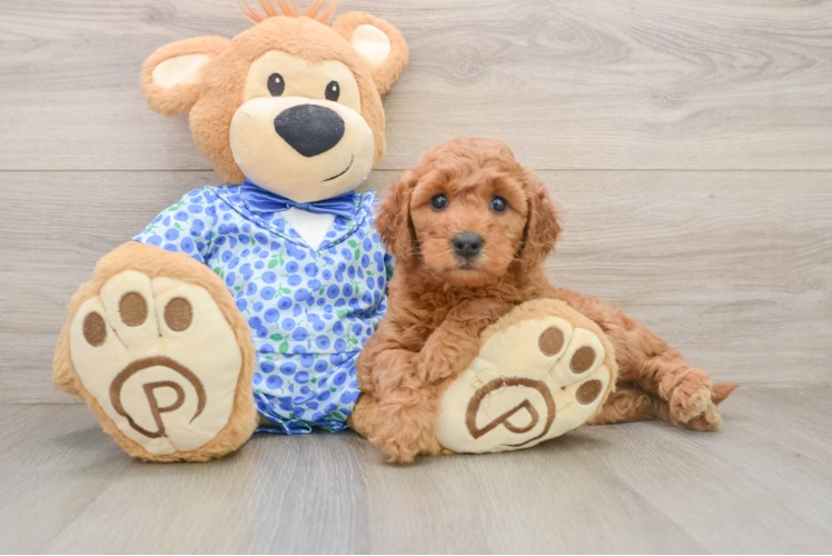 Friendly Mini Goldendoodle Baby