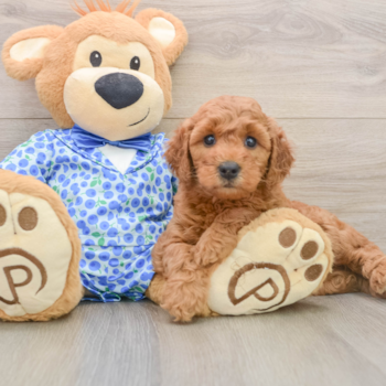 Friendly Mini Goldendoodle Baby