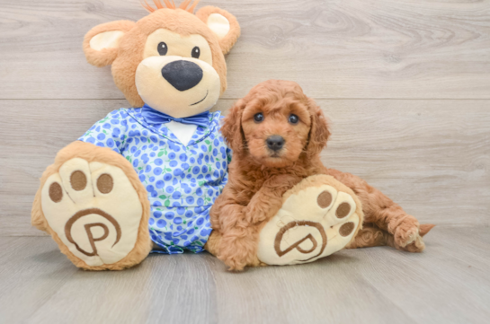 Friendly Mini Goldendoodle Baby
