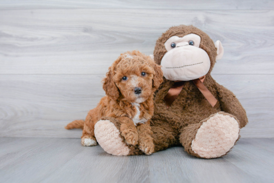 Fluffy Mini Goldendoodle Poodle Mix Pup