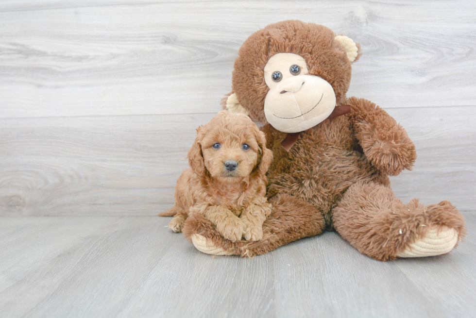 Mini Goldendoodle Pup Being Cute