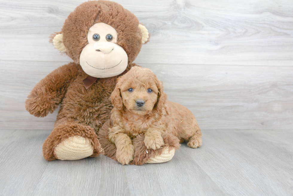 Cute Mini Goldendoodle Baby