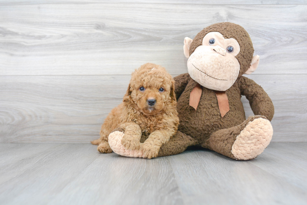 Petite Mini Goldendoodle Poodle Mix Pup