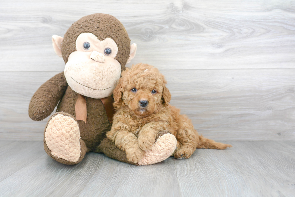 Funny Mini Goldendoodle Poodle Mix Pup