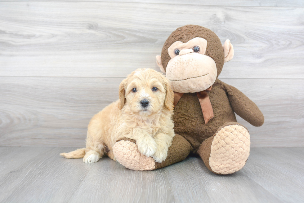 Cute Mini Goldendoodle Baby