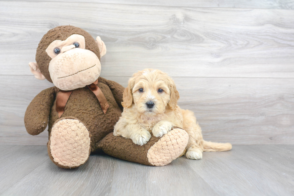 Mini Goldendoodle Pup Being Cute