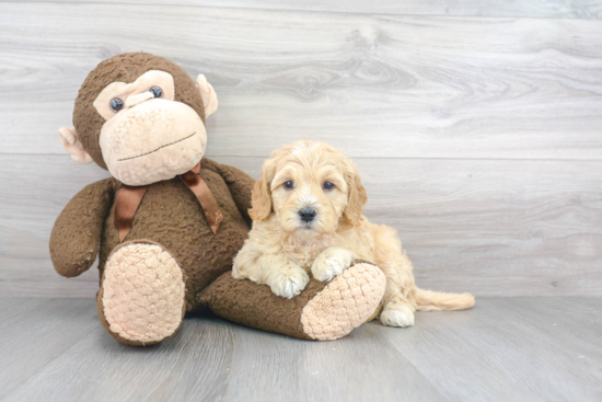 Mini Goldendoodle Pup Being Cute