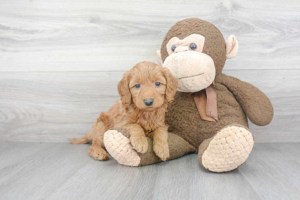 Mini Goldendoodle Pup Being Cute