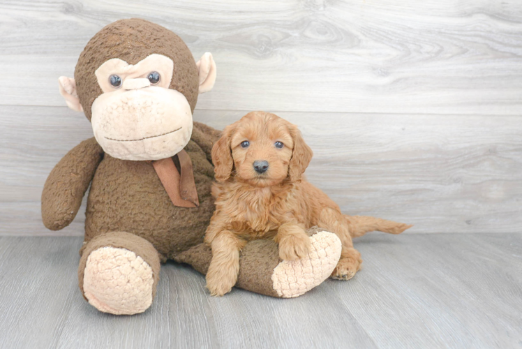 Best Mini Goldendoodle Baby