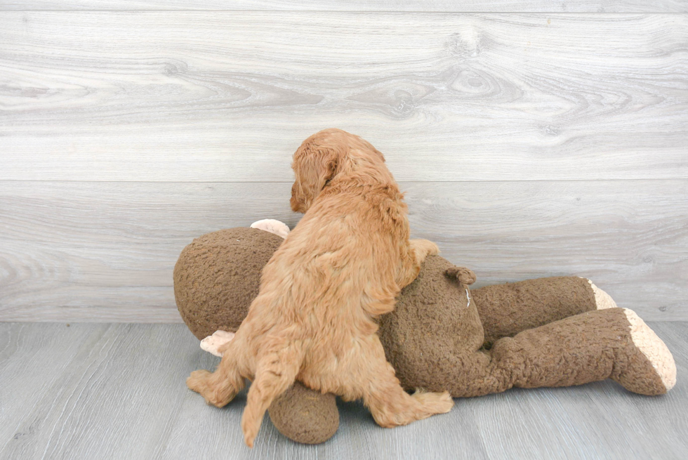 Happy Mini Goldendoodle Baby