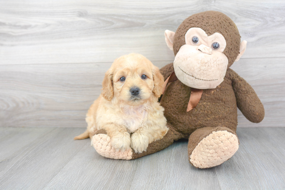 Happy Mini Goldendoodle Baby