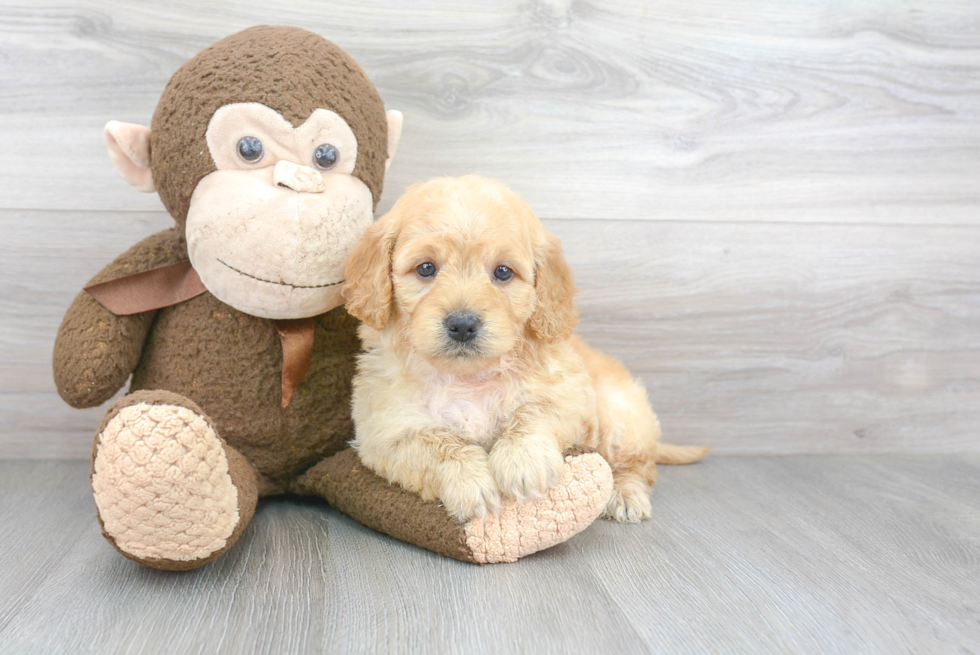 Hypoallergenic Golden Retriever Poodle Mix Puppy