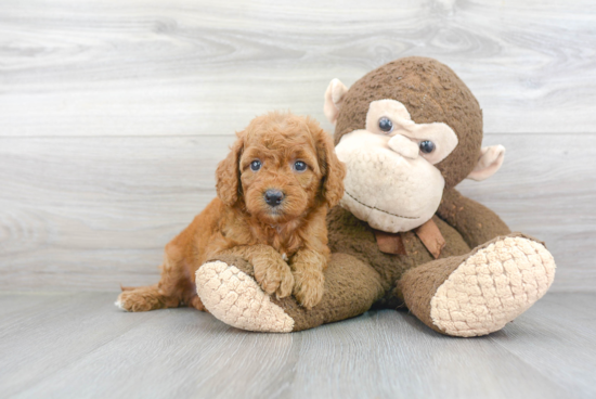 Petite Mini Goldendoodle Poodle Mix Pup