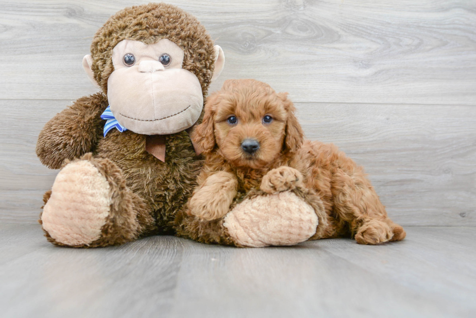 Petite Mini Goldendoodle Poodle Mix Pup