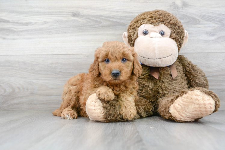 Best Mini Goldendoodle Baby