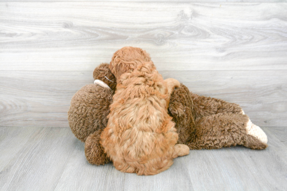 Best Mini Goldendoodle Baby