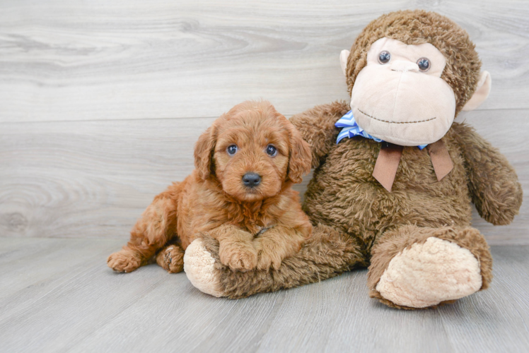 Fluffy Mini Goldendoodle Poodle Mix Pup