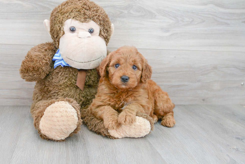 Hypoallergenic Golden Retriever Poodle Mix Puppy