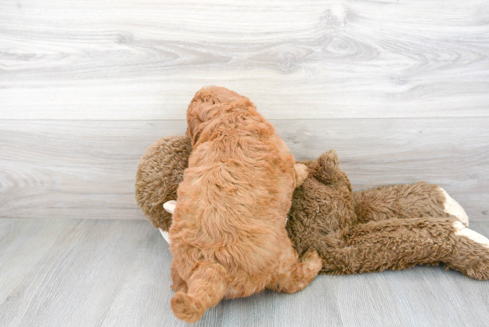 Mini Goldendoodle Pup Being Cute