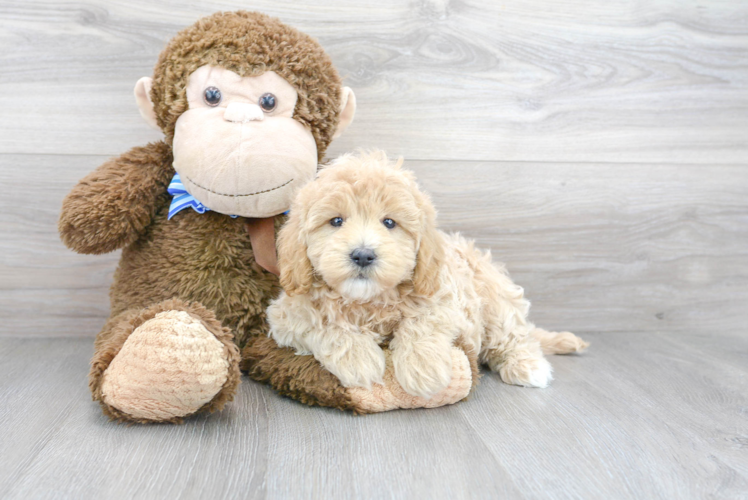 Cute Mini Goldendoodle Baby