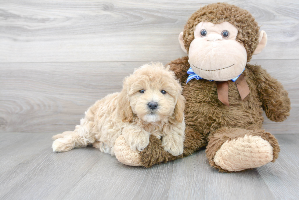 Playful Golden Retriever Poodle Mix Puppy