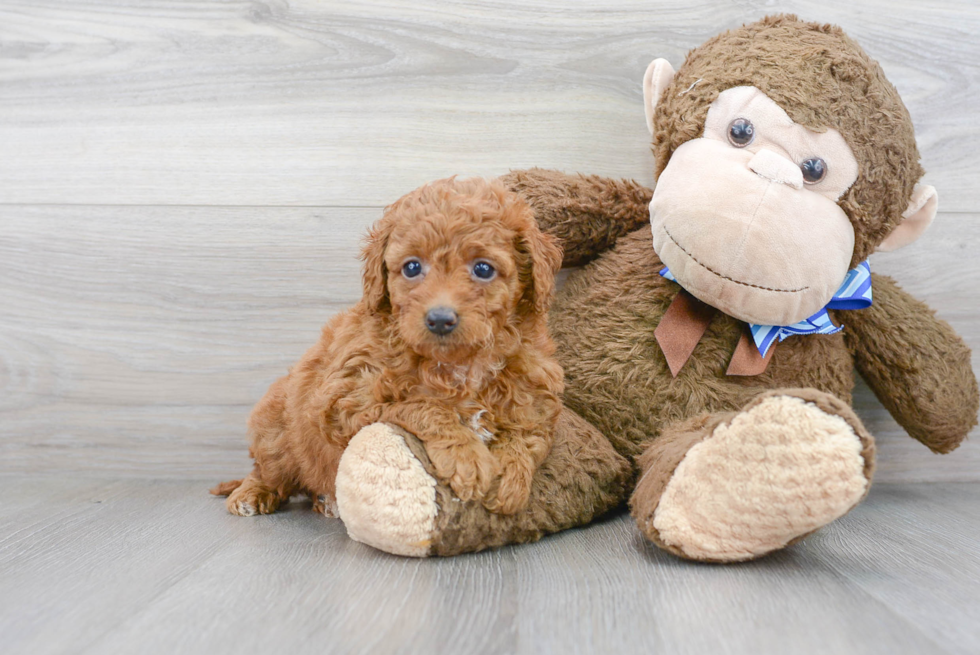 Playful Golden Retriever Poodle Mix Puppy