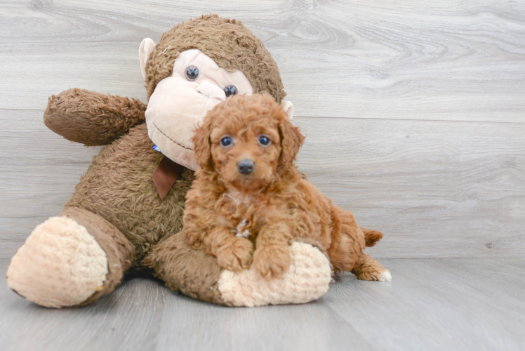 Best Mini Goldendoodle Baby