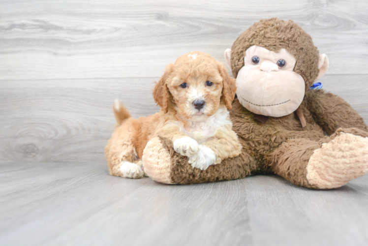 Mini Goldendoodle Pup Being Cute