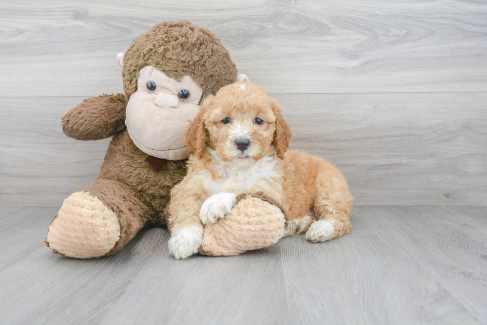 Sweet Mini Goldendoodle Baby