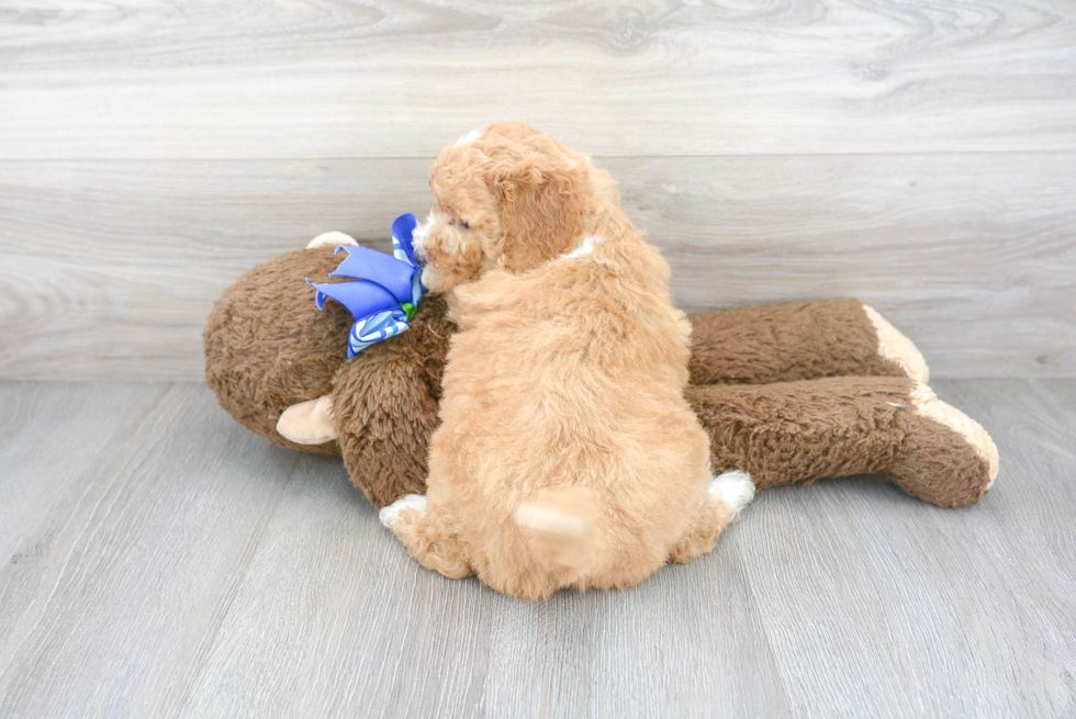 Popular Mini Goldendoodle Poodle Mix Pup