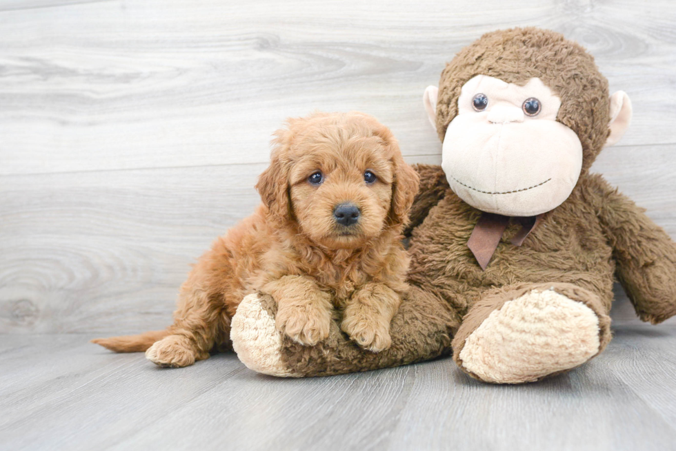 Popular Mini Goldendoodle Poodle Mix Pup