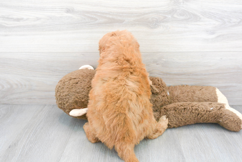 Mini Goldendoodle Pup Being Cute