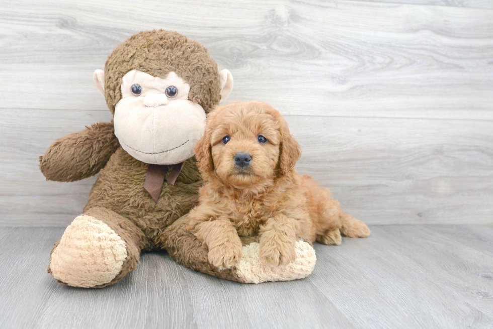 Mini Goldendoodle Pup Being Cute