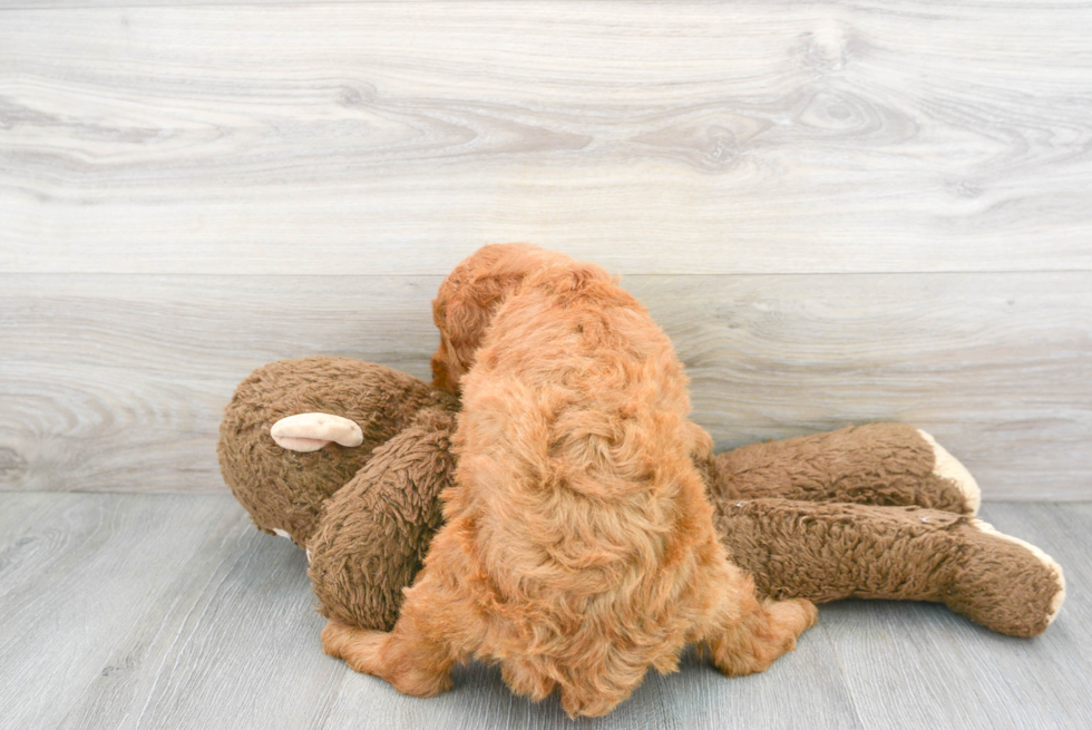 Mini Goldendoodle Puppy for Adoption