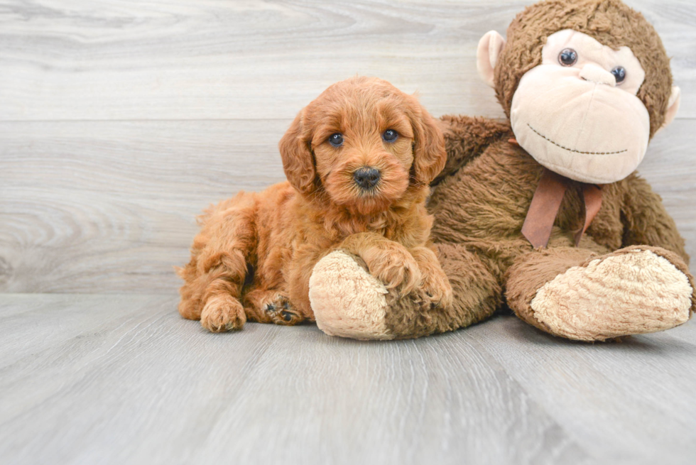 Sweet Mini Goldendoodle Baby