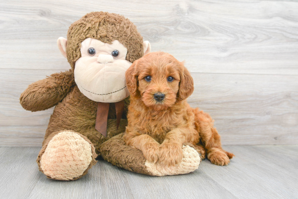 Mini Goldendoodle Pup Being Cute