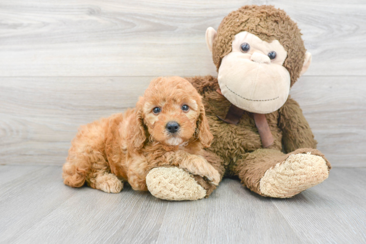 Mini Goldendoodle Puppy for Adoption