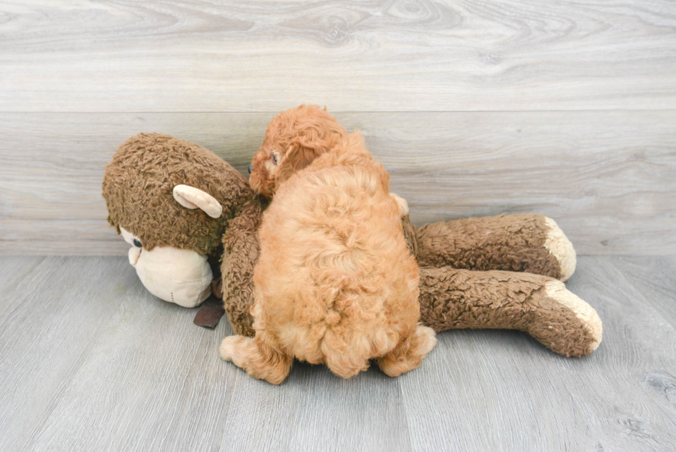 Petite Mini Goldendoodle Poodle Mix Pup