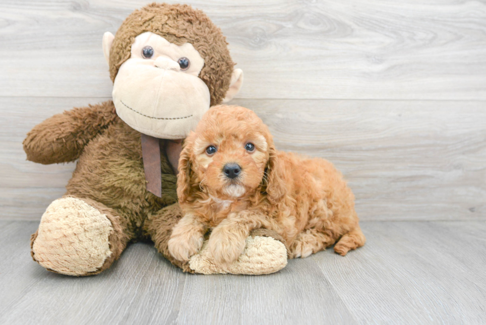 Funny Mini Goldendoodle Poodle Mix Pup