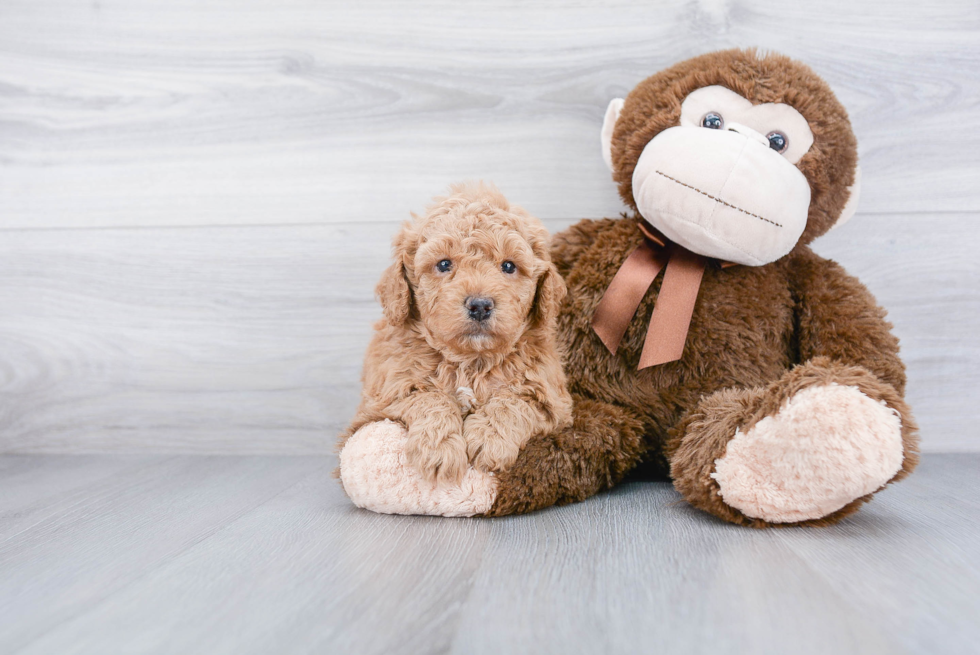 Mini Goldendoodle Pup Being Cute