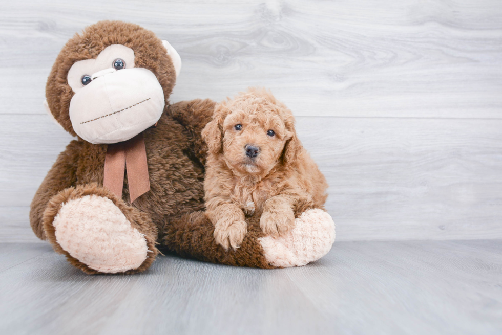 Fluffy Mini Goldendoodle Poodle Mix Pup